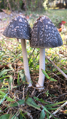 Coprinopsis picacea