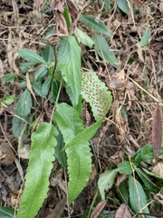 Dryopteris sieboldii