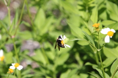 Xylocopa virginica krombeini