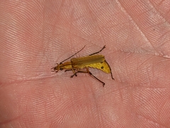 Chauliognathus cinguliventris