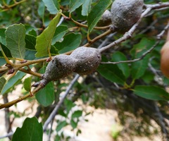 Andricus chrysolepidicola