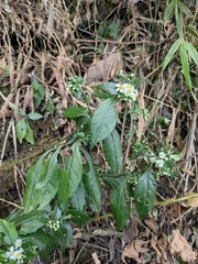 Aster ageratoides