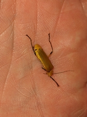Chauliognathus cinguliventris