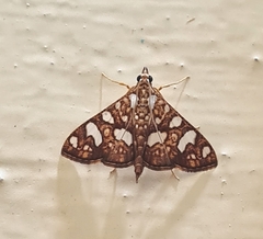 Glyphodes canthusalis