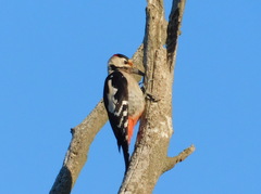 Dendrocopos syriacus