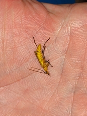Chauliognathus cinguliventris