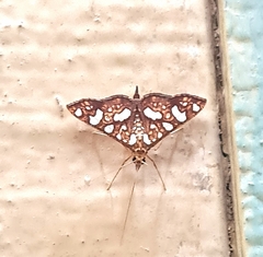 Glyphodes canthusalis