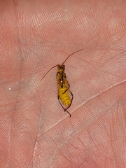 Chauliognathus cinguliventris