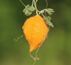 Momordica charantia