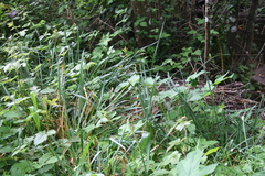Narcissus nobilis