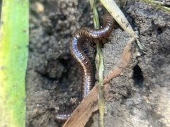Parajulidae