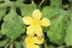 Momordica charantia