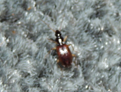 Oxypselaphus obscurus