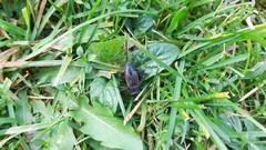 Gryllus pennsylvanicus