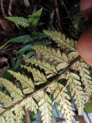 Polystichum luctuosum