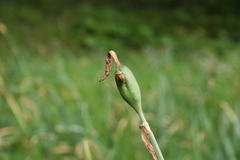 Narcissus nobilis