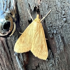 Pyraustini