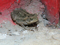 Rhinella horribilis