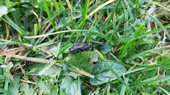 Gryllus pennsylvanicus