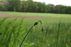 Narcissus nobilis
