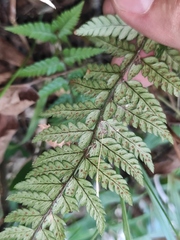 Polystichum luctuosum