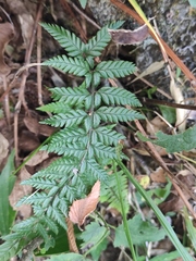 Polystichum luctuosum