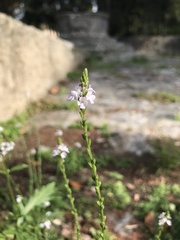 Verbena officinalis