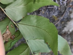 Cyrtomium caryotideum