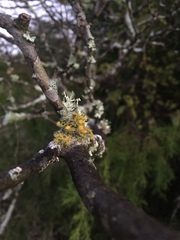 Teloschistes exilis