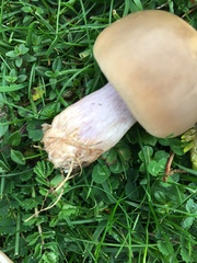 Lepista personata