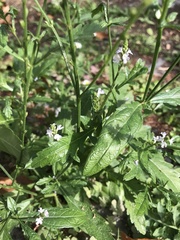 Verbena officinalis