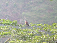 Patagioenas cayennensis pallidicrissa