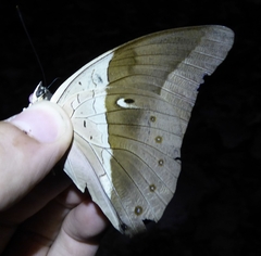 Archaeoprepona meander