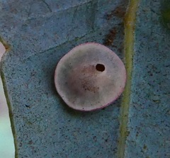 Paracraspis guadaloupensis