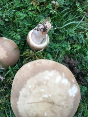 Lepista personata