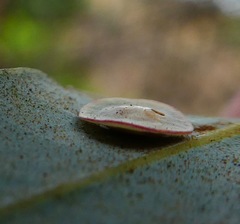 Paracraspis guadaloupensis