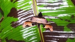 Amplypterus panopus