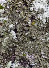 Phaeophyscia orbicularis