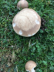 Lepista personata