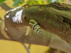 Drymaeus multilineatus