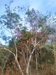 Pentaclethra macrophylla