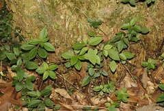 Peperomia leptostachya