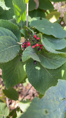 Viburnum lantana