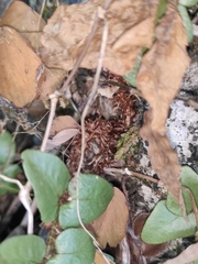 Cyrtomium nephrolepioides