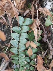 Cyrtomium nephrolepioides