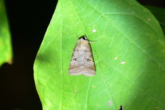 Diarsia canescens