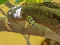 Drymaeus multilineatus