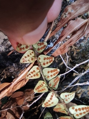 Cyrtomium nephrolepioides