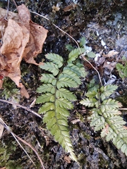 Polystichum luctuosum