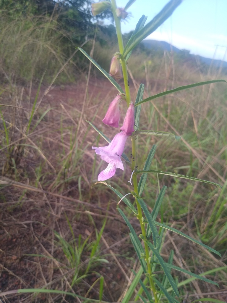 Sesamum parviflorum